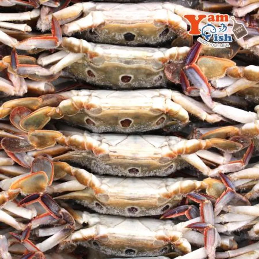 삼점게 점박이꽃게 숫게 6kg 100-150사이즈 이미지