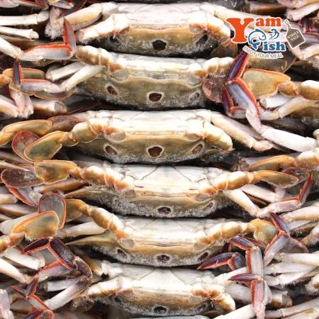 삼점게 점박이꽃게 숫게 6kg 100-150사이즈 이미지