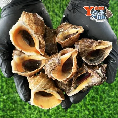 서해안 참소라 3kg 이미지