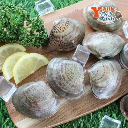 중산 생합 상합 조개 3kg 생물 이미지