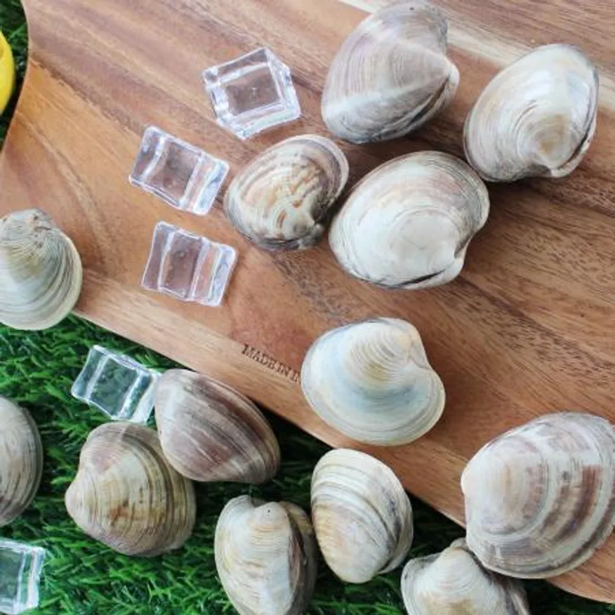 백상합 200알 백합 조개 1kg 생물 이미지