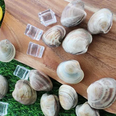 백상합 200알  백합 조개 1kg 생물 이미지