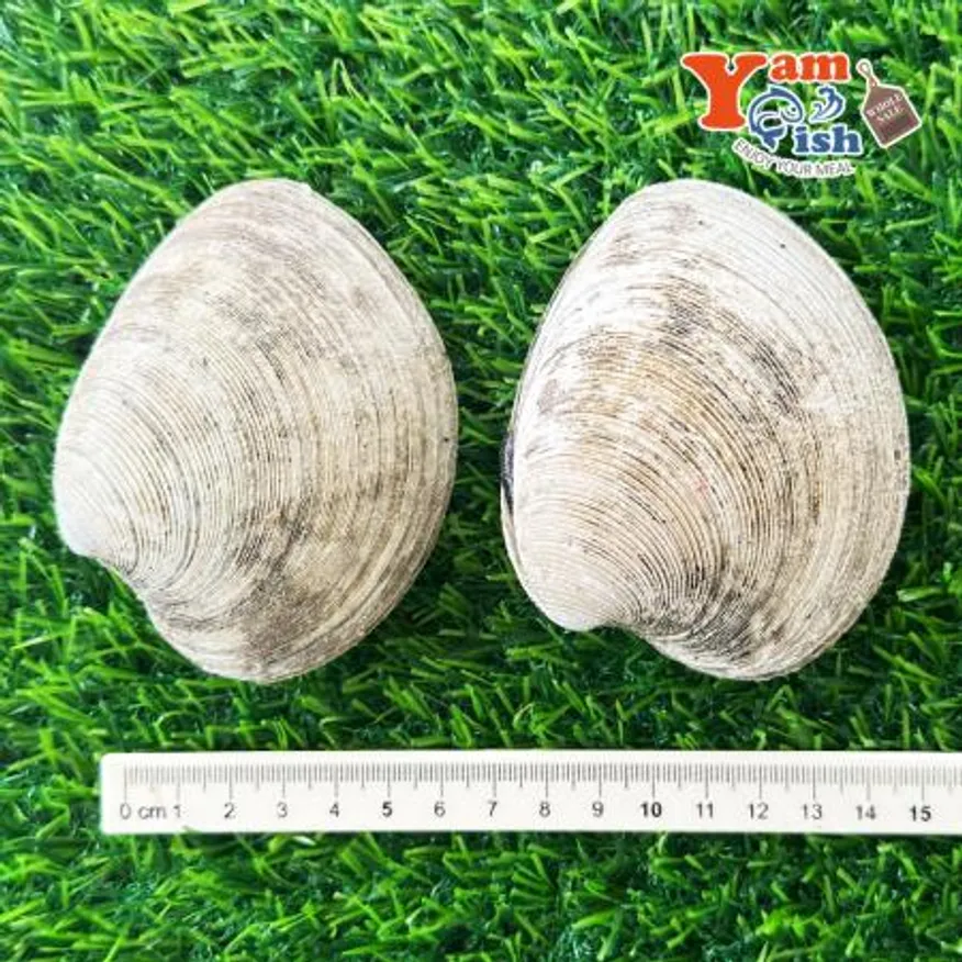 동해안 돌조개 1kg 캠핑 조개구이 조개찜 이미지