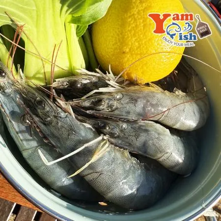 흰다리새우 2kg 30/40 이미지