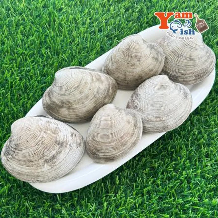 동해안 돌조개 1kg 캠핑 조개구이 조개찜 이미지