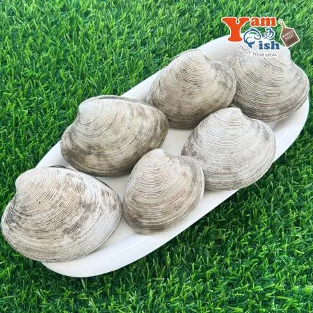 동해안 돌조개 1kg 캠핑 조개구이 조개찜 이미지