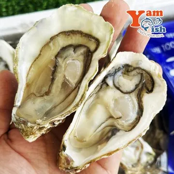 통영 굴 하프쉘 30미 내외 석화 반각굴 생굴회