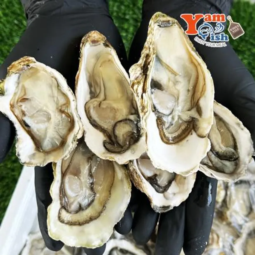 통영 프리미엄 삼배체굴 하프쉘 12-13미 석화 각굴 이미지