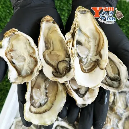 통영 프리미엄 삼배체굴 하프쉘 12-13미 석화 각굴 이미지