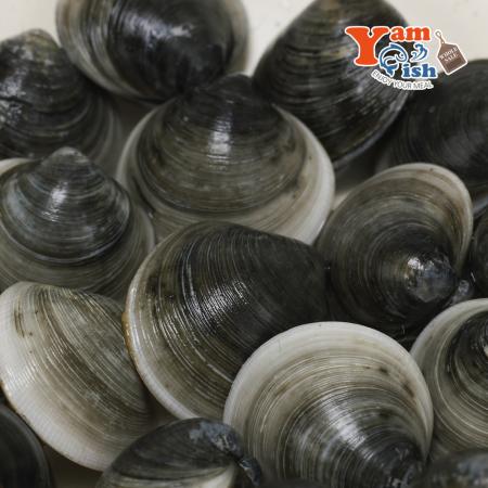 서해 자연산 흑모시조개 3kg 모시 생물
