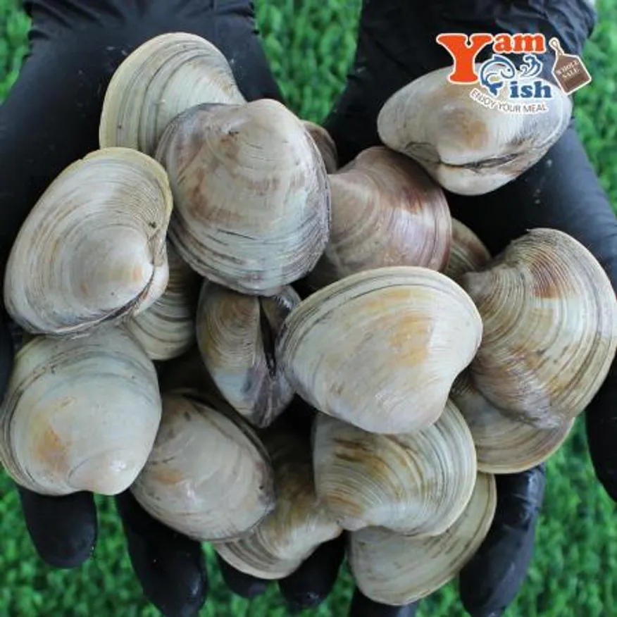 백상합 200알 백합 조개 2kg 생물 이미지