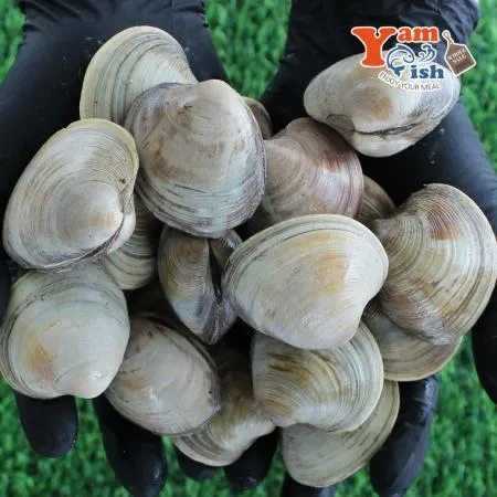 백상합 200알  백합 조개 2kg 생물 이미지