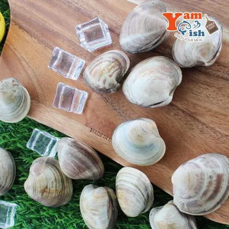 백상합 200알  백합 조개 2kg 생물 이미지