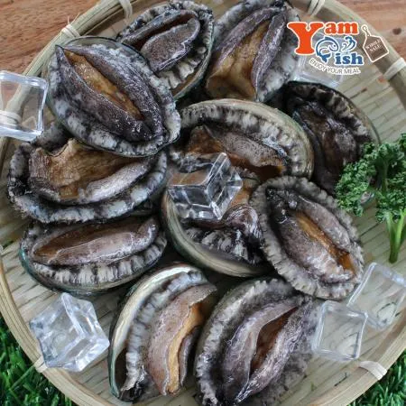 완도 활 전복 1kg 20미
