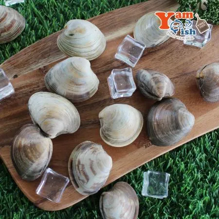 백상합 500알 백합 조개 소 2kg 생물 이미지