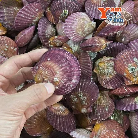 통영 홍가리비 대사이즈 1kg 17-18미 이미지