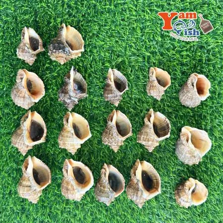 서해안 참소라 2kg 이미지