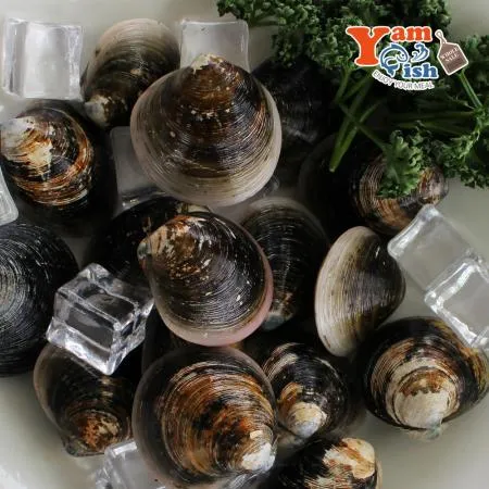 서해 자연산 흑모시조개 3kg 모시 생물 이미지