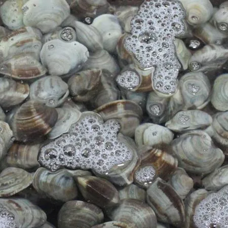 백상합 200알  백합 조개 1kg 생물 이미지