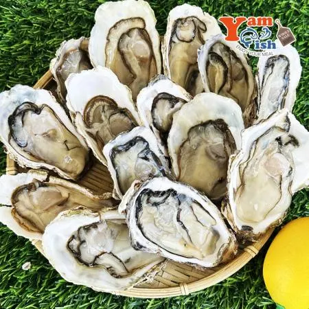 통영 프리미엄 삼배체굴 하프쉘 12-13미 석화 각굴