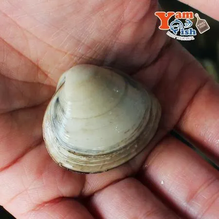 서해 자연산 동죽조개 1kg 생물 이미지