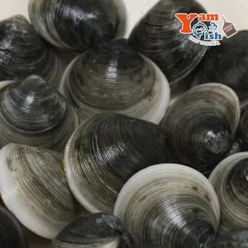 서해 자연산 흑모시조개 3kg 모시 생물