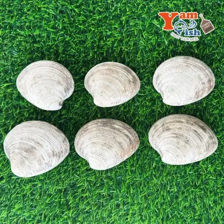 동해안 돌조개 1kg 캠핑 조개구이 조개찜 이미지