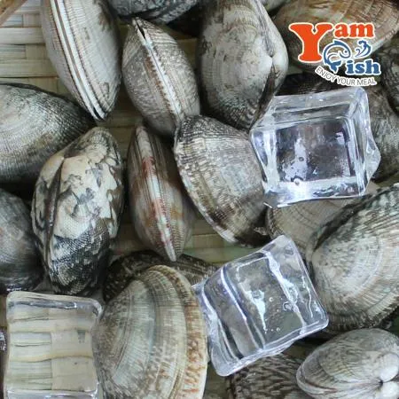 중국산 왕바지락 1kg 생물 이미지