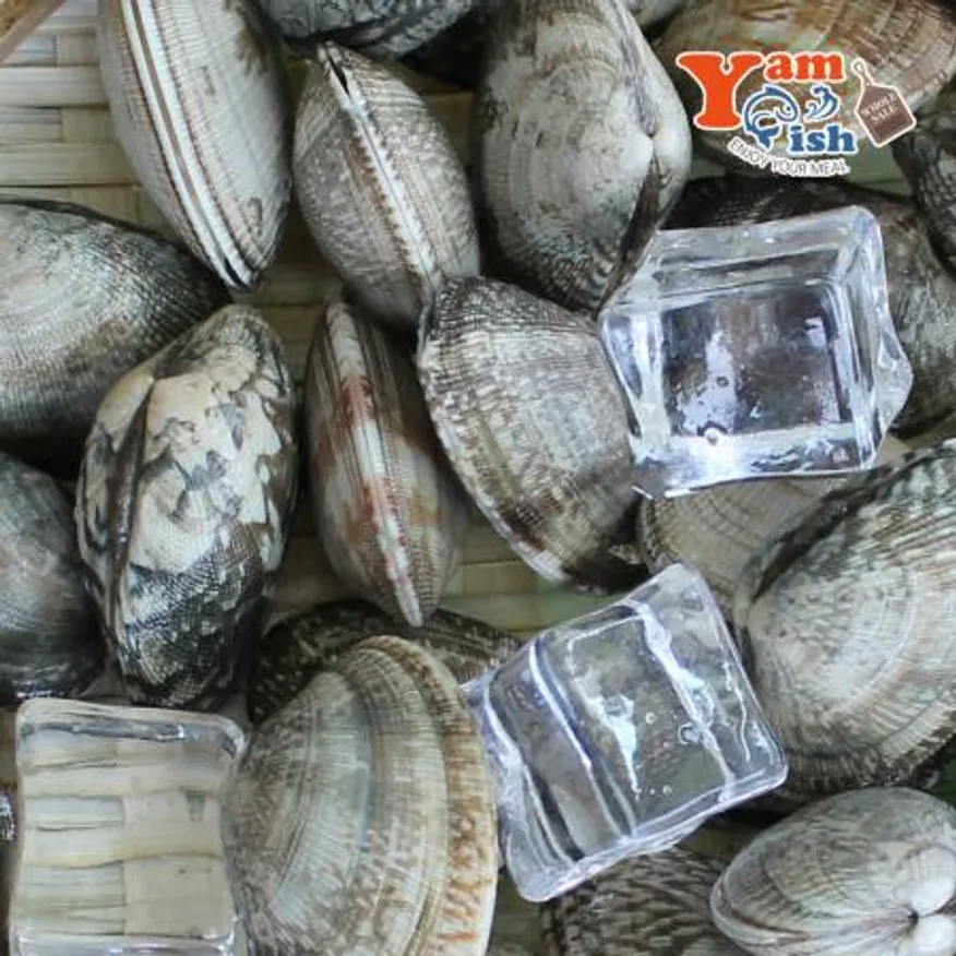 중국산 왕바지락 3kg 생물 이미지