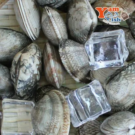 중국산 왕바지락 3kg 생물 이미지