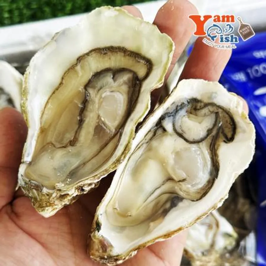 통영 프리미엄 삼배체굴 하프쉘 12-13미 석화 각굴 이미지