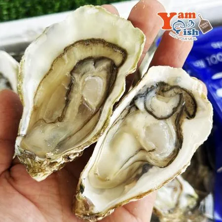 통영 프리미엄 삼배체굴 하프쉘 12-13미 석화 각굴 이미지