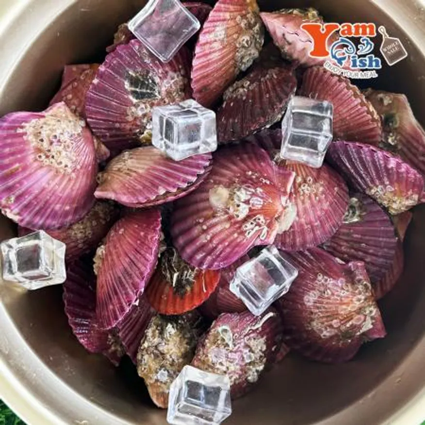 통영 홍가리비 대사이즈 1kg 17-18미 이미지