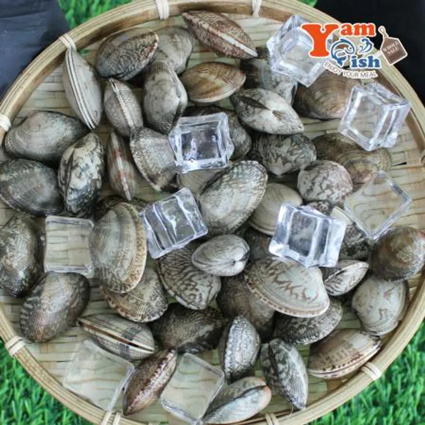 중국산 왕바지락 3kg 생물 이미지