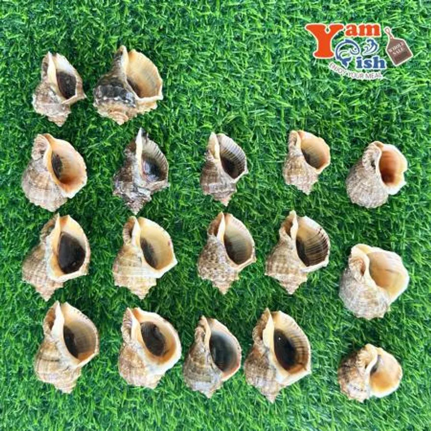 서해안 참소라 1kg 이미지