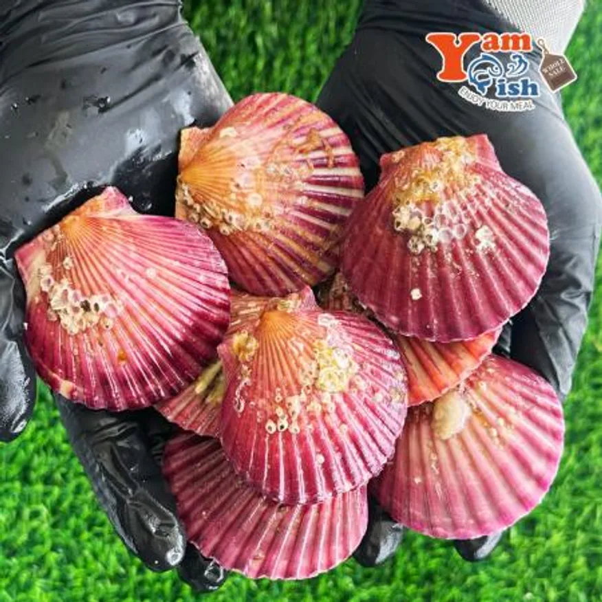 통영 홍가리비 대사이즈 1kg 17-18미 이미지