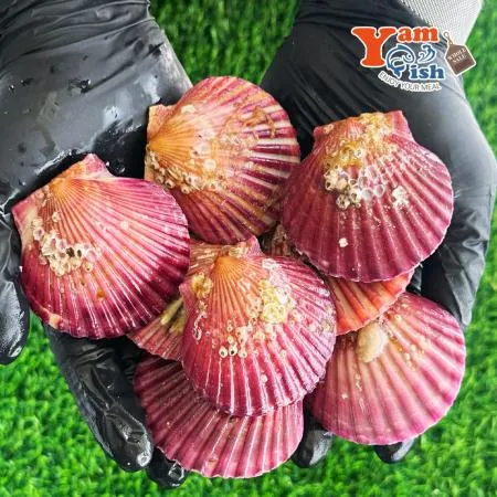 통영 홍가리비 대사이즈 1kg 17-18미