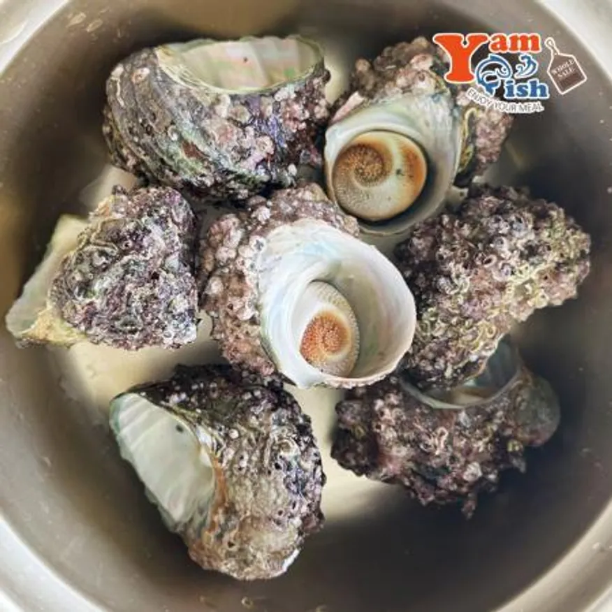 완도 뿔소라 1kg 캠핑 조개구이 조개찜 이미지