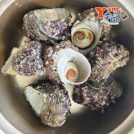 완도 뿔소라 1kg 캠핑 조개구이 조개찜 이미지