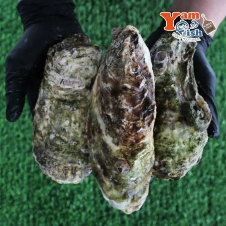 삼배체굴 큰굴 석화 3kg 생물