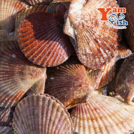 통영 홍가리비 2kg