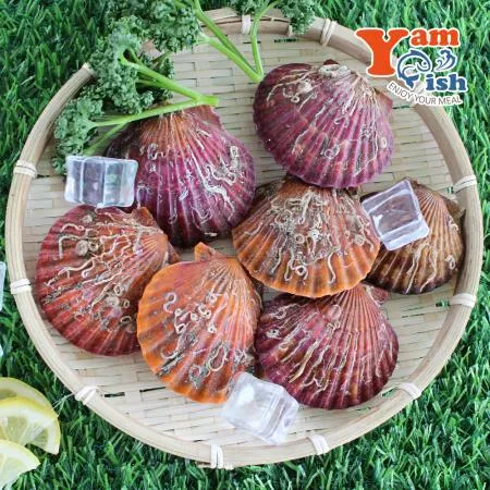 통영 홍가리비 2kg 이미지