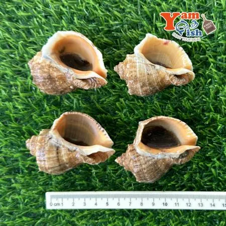 서해안 참소라 1kg 이미지