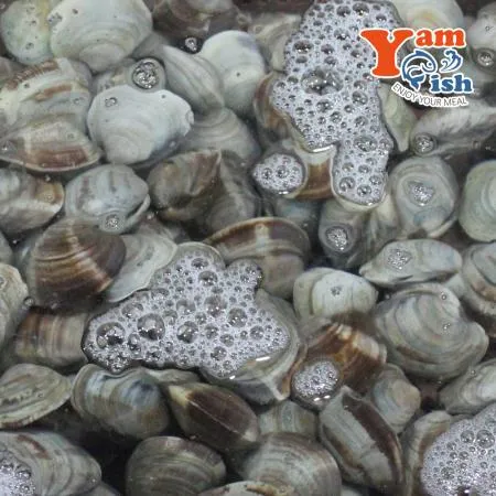 백상합 500알 백합 조개 1kg 소 생물 이미지