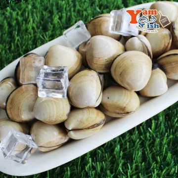 서해 자연산 동죽조개 1kg 생물