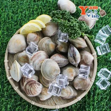 백상합 200알 백합 조개 2kg 생물