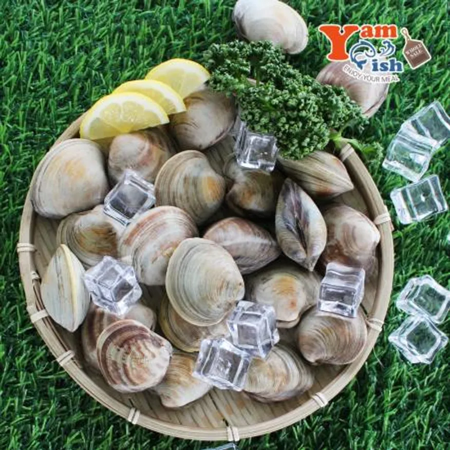 백상합 200알 백합 조개 2kg 생물 이미지