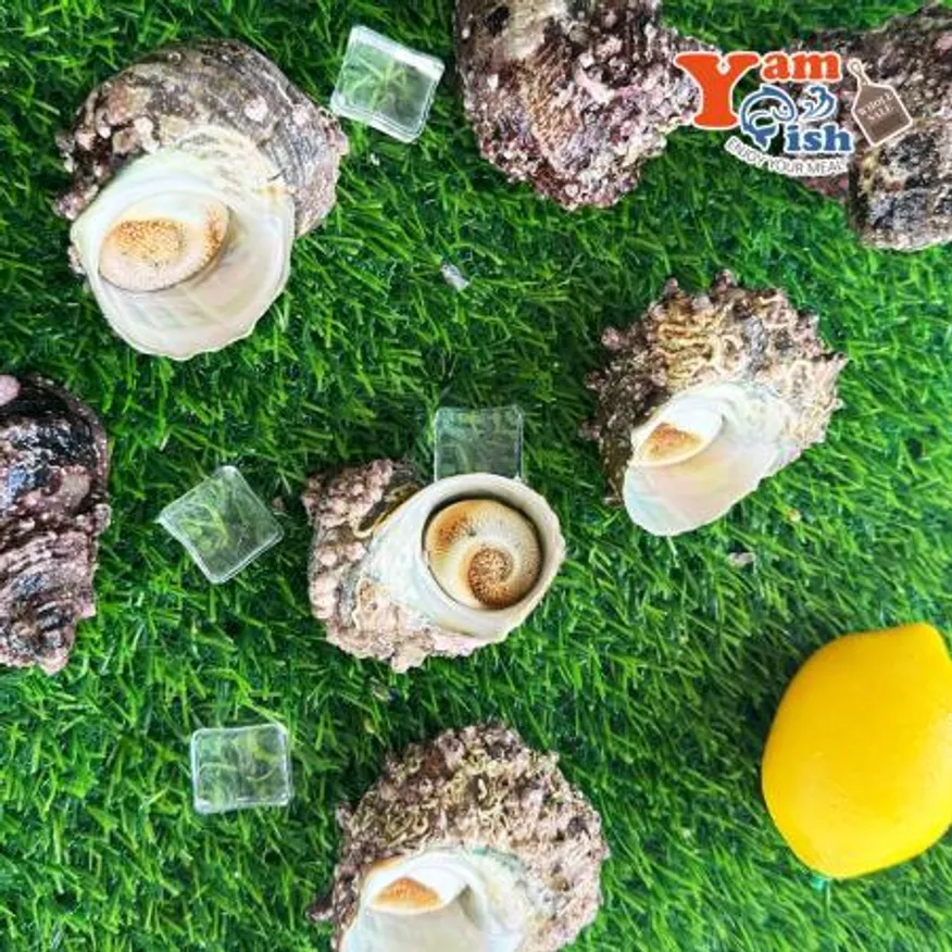 완도 뿔소라 1kg 캠핑 조개구이 조개찜 이미지