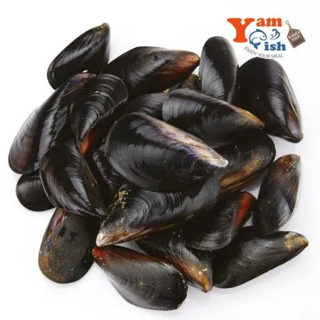 국내산 홍합 2kg 생물 이미지