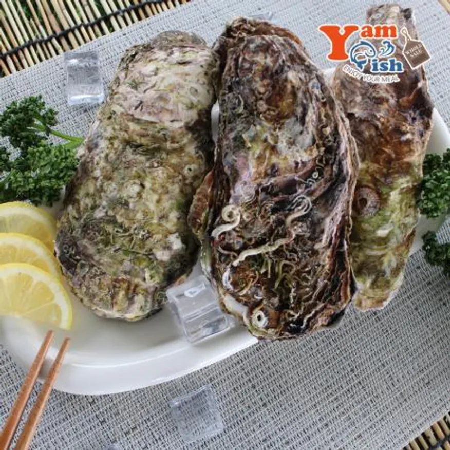 삼배체굴 큰굴 석화 3kg 생물 이미지